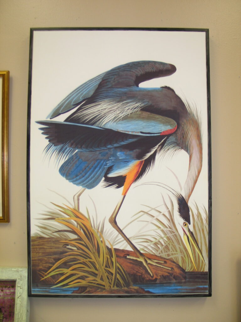 Framed Great Blue Heron on Canvas by John James Audubon; 25